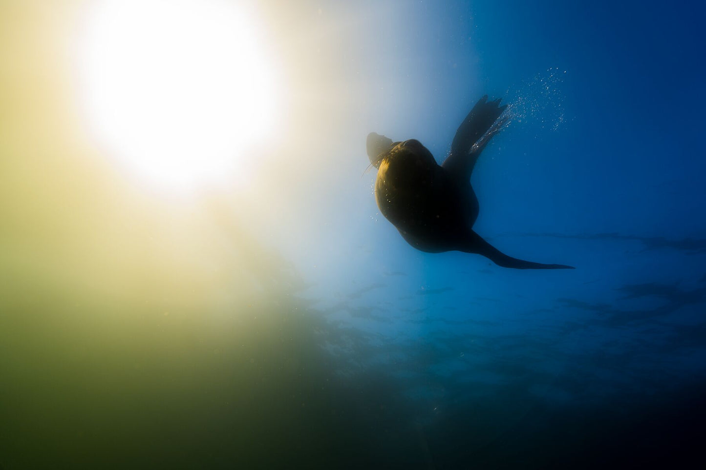 An inquisitive seal enjoys playtime with freedivers